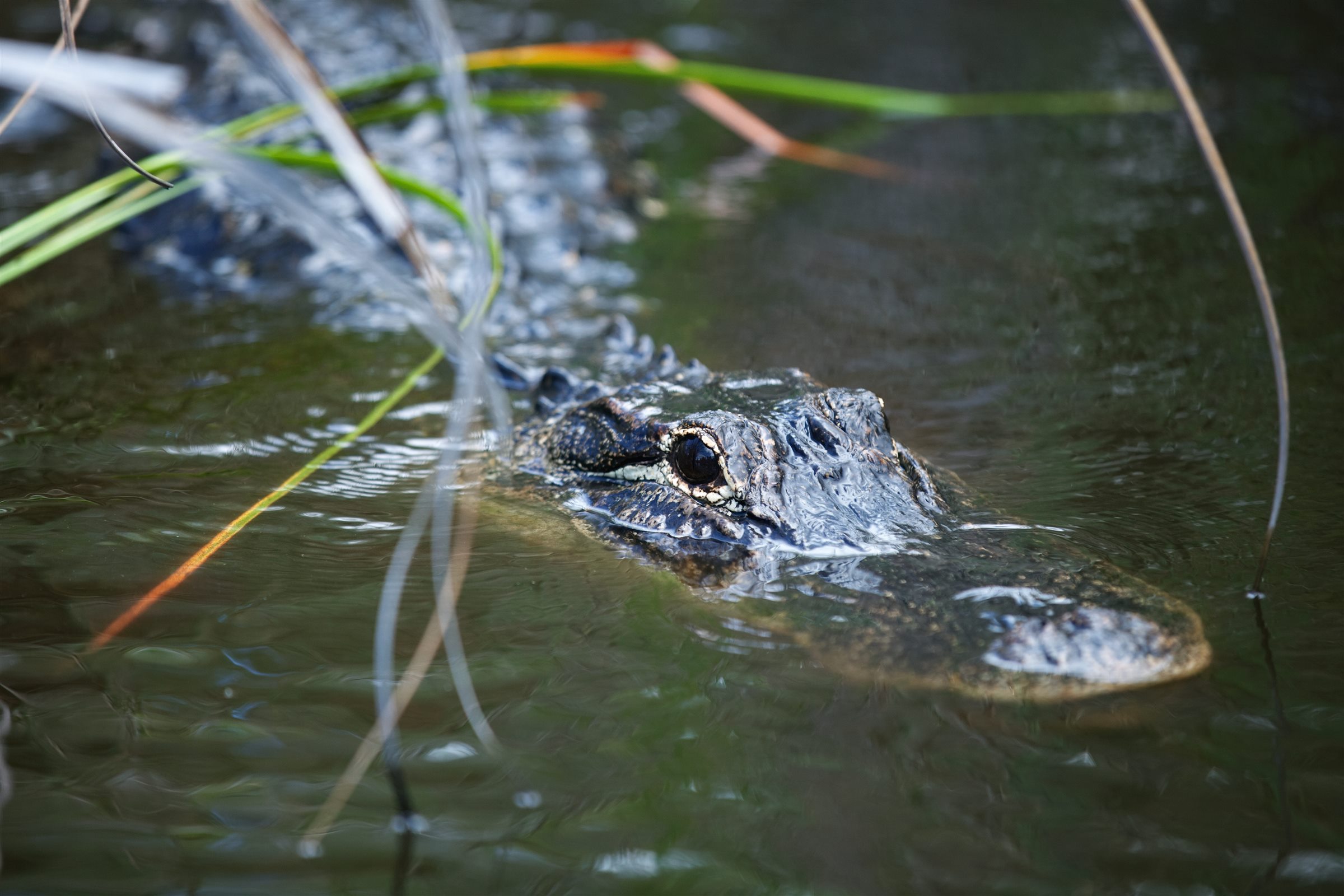 Alligator swimming through Everglades National Park