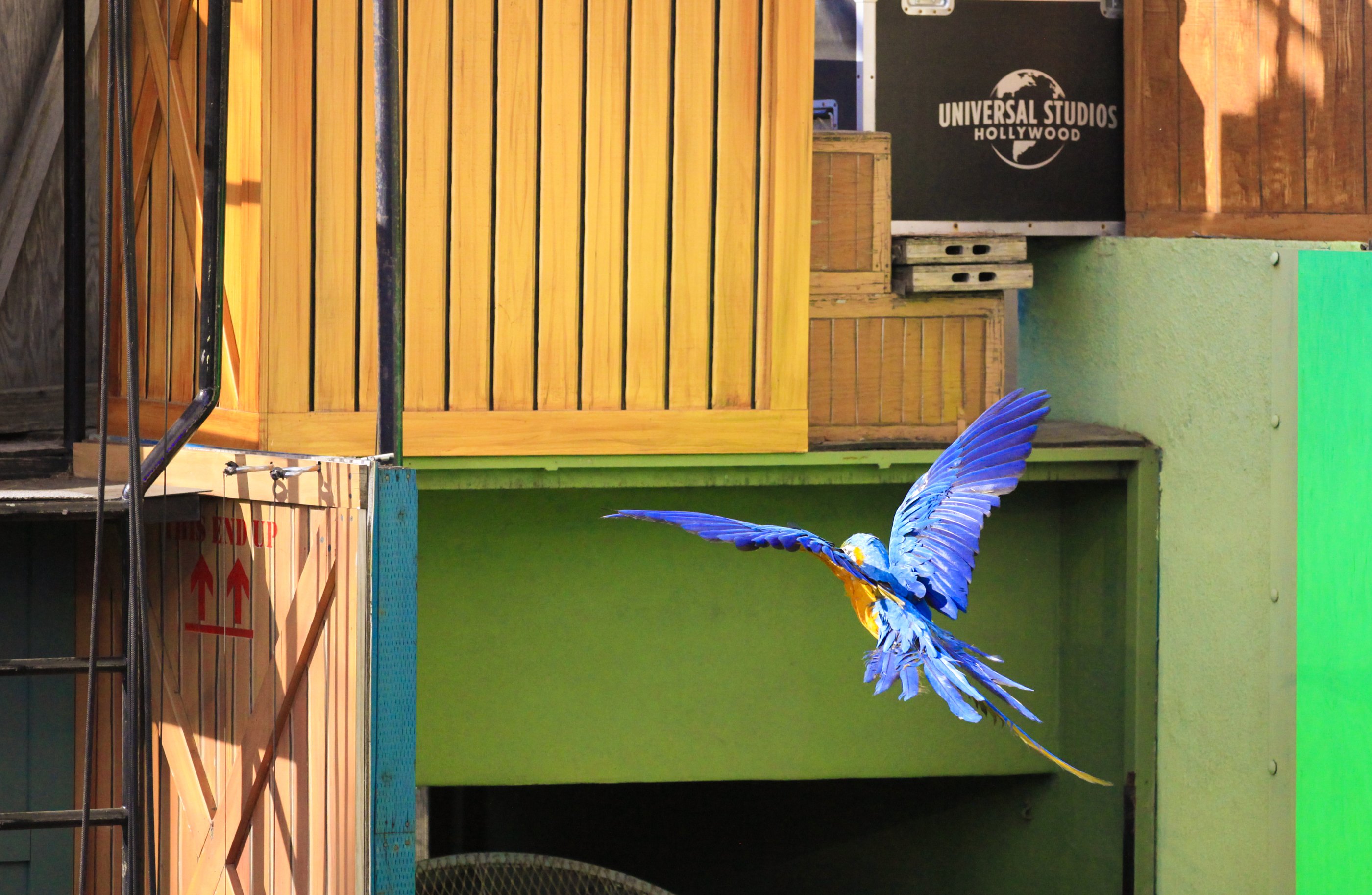 Parrot in the warm light of Universal Studios