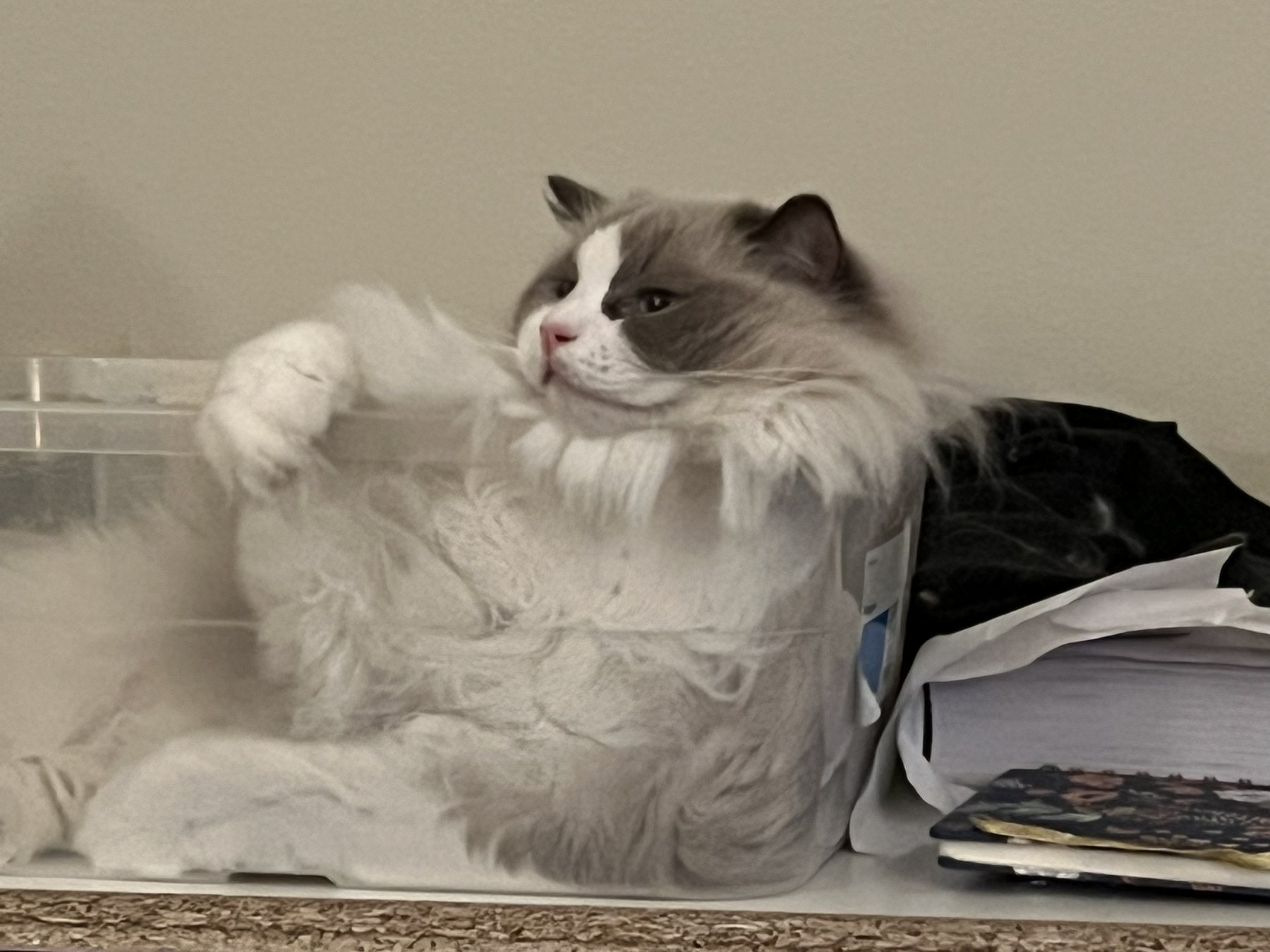 Pengy sitting in a clear storage bin