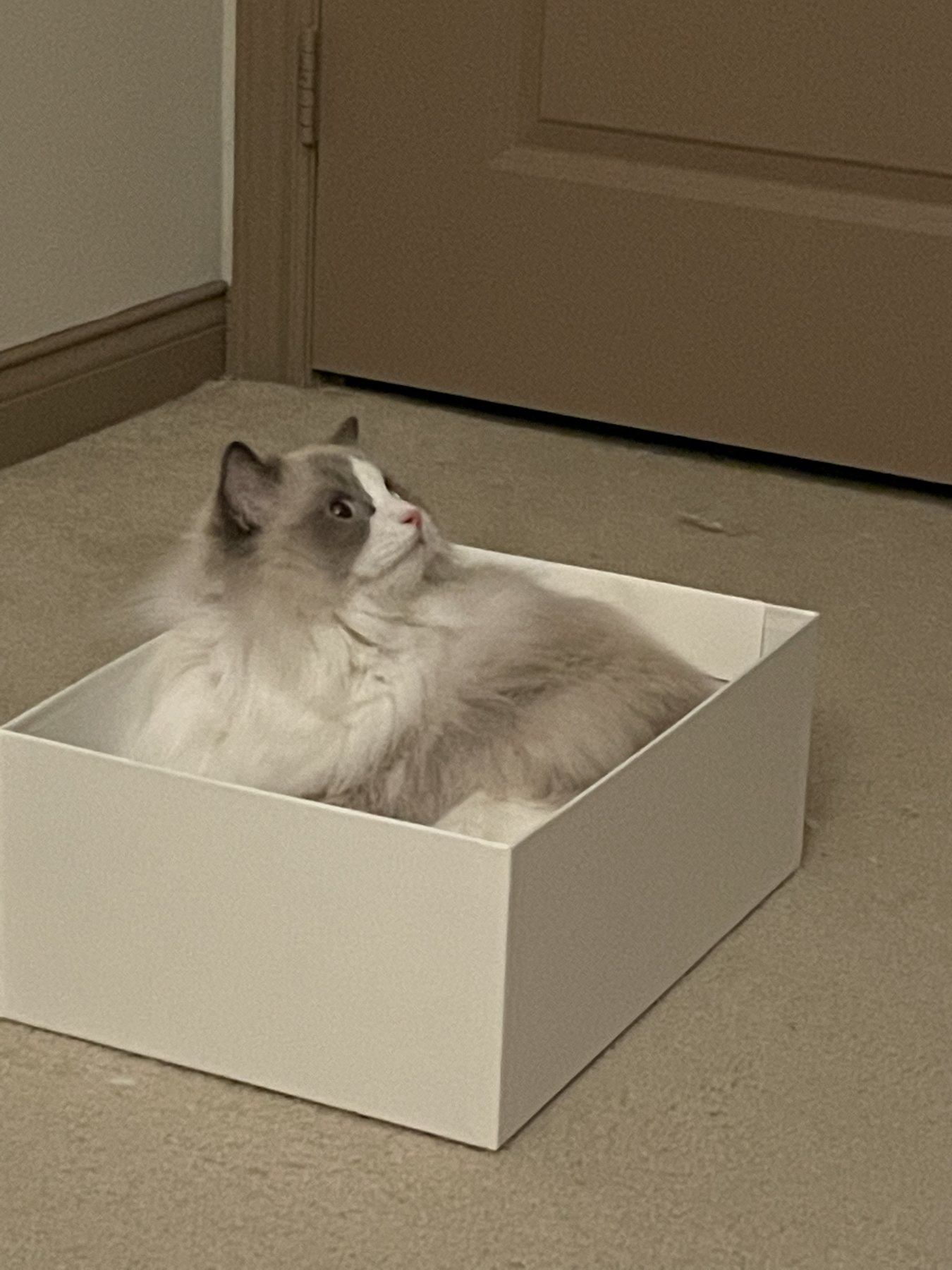 Pengy sitting inside a white box
