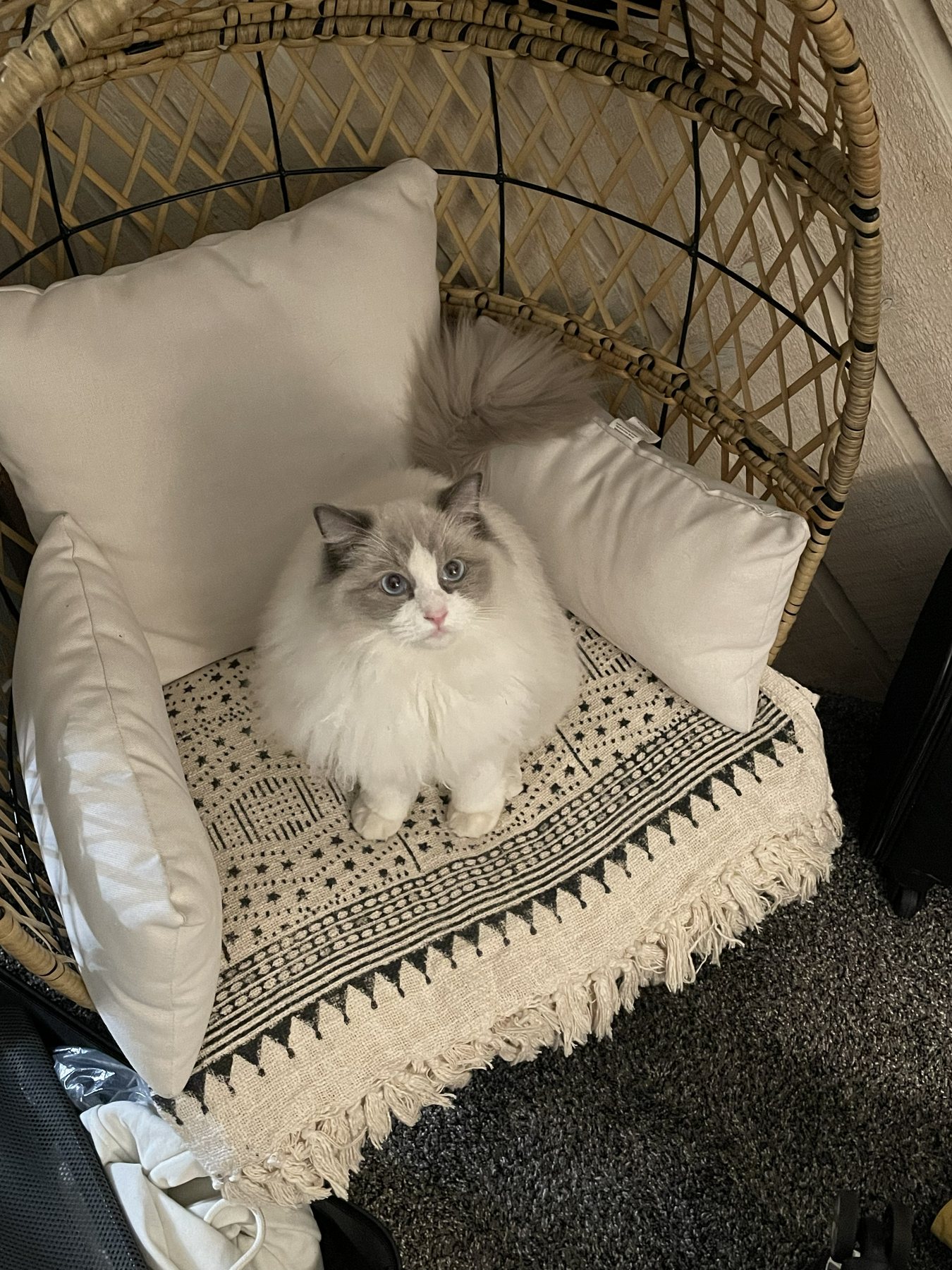 Pengy sitting on a cozy chair