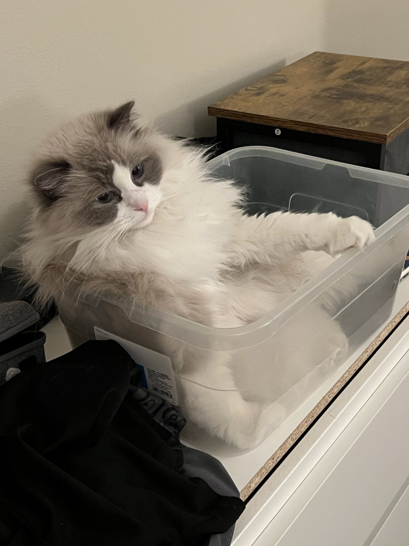 Pengy lounging in a plastic container