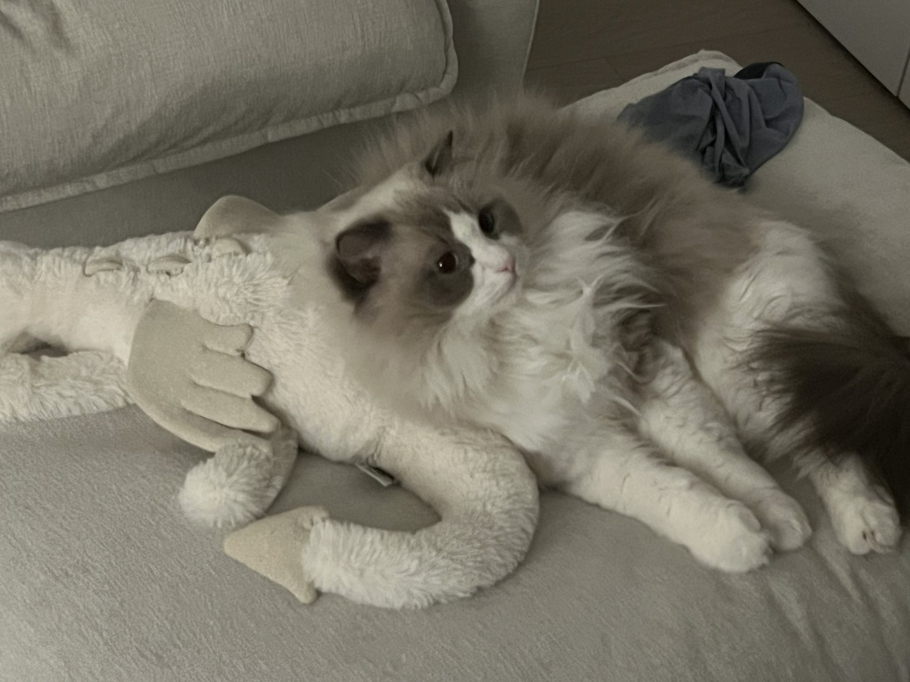 Pengy relaxing on the couch beside a plush toy