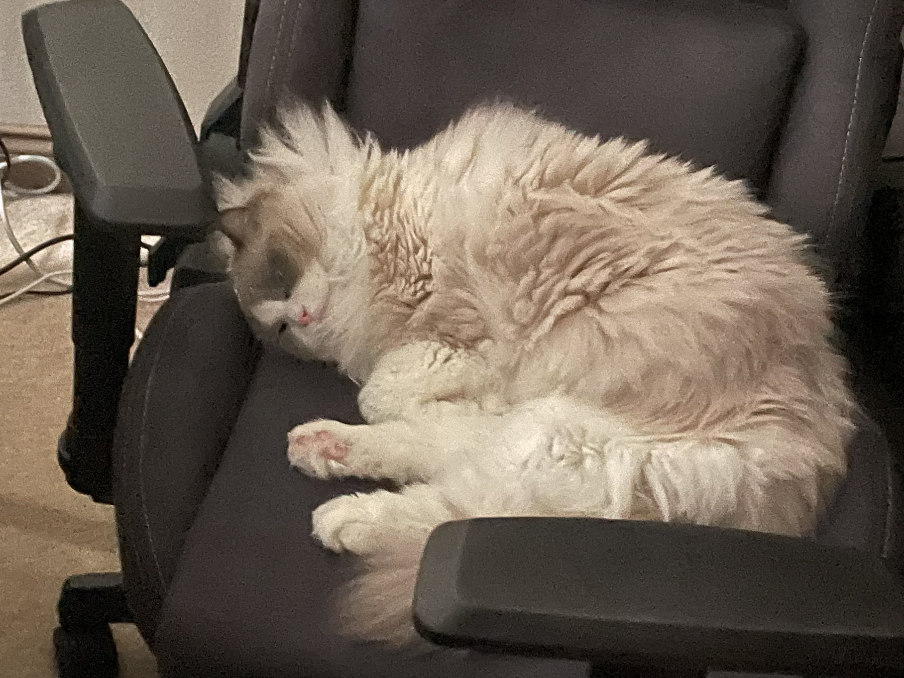 Pengy sleeping on an office chair