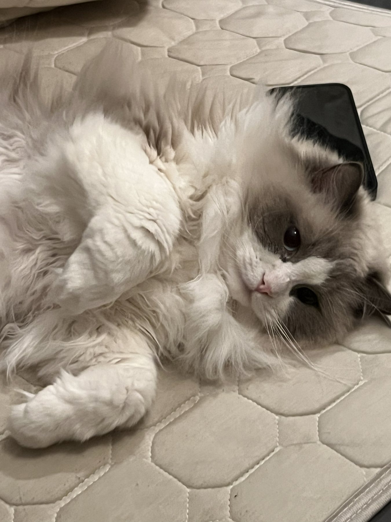 Pengy rolling on a soft blanket