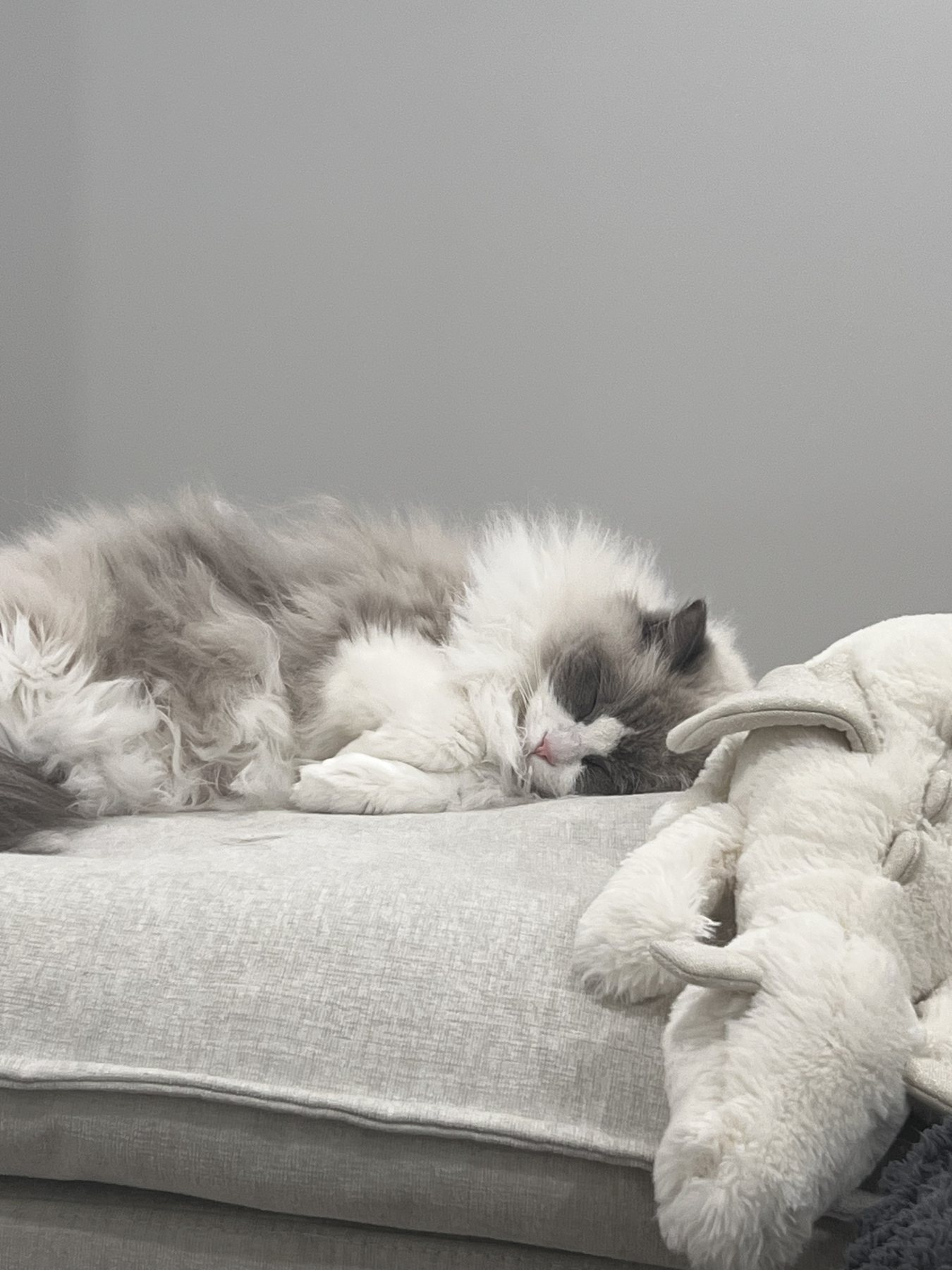 Pengy sleeping on the couch
