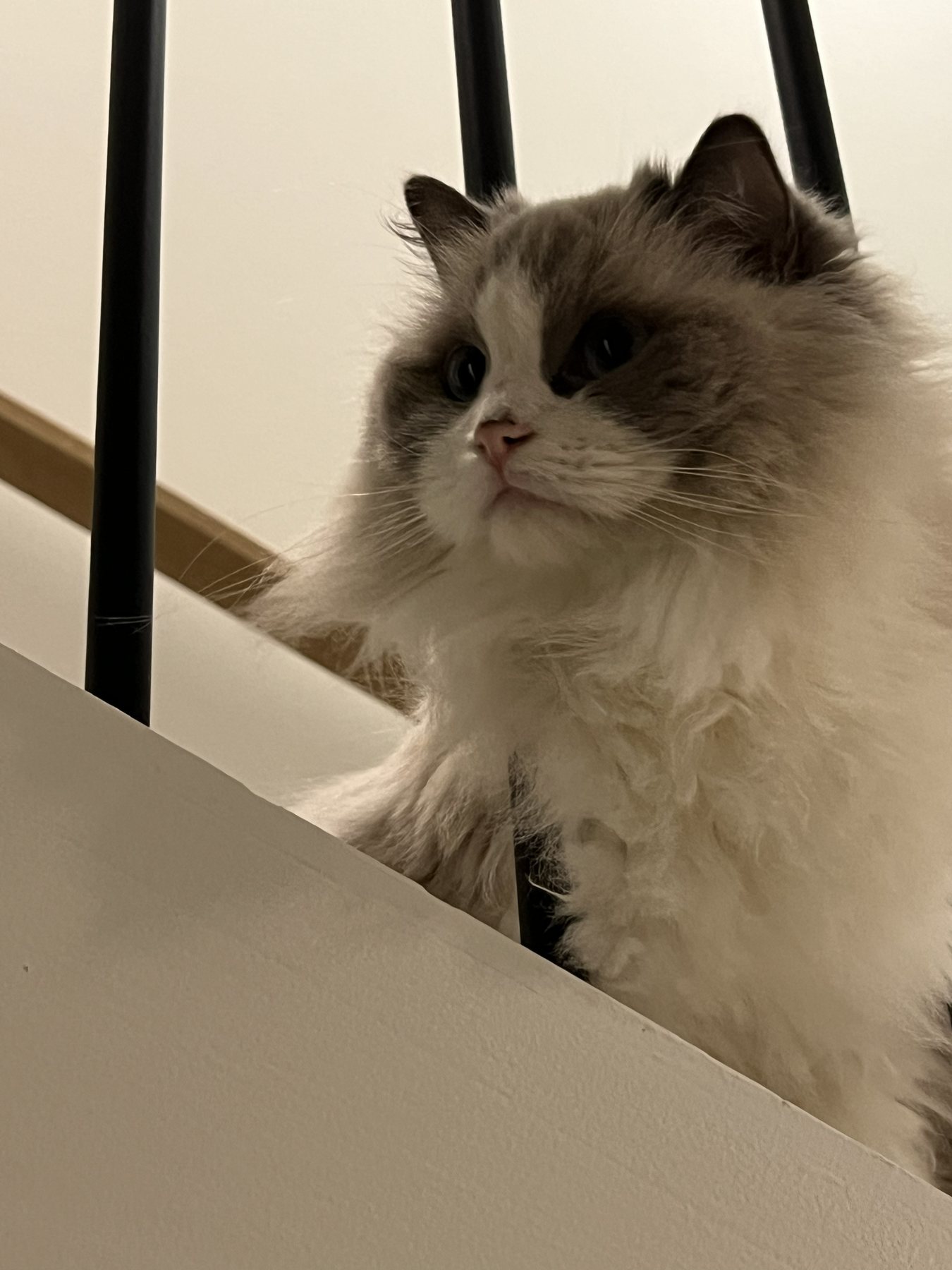 Pengy looking from the stairs