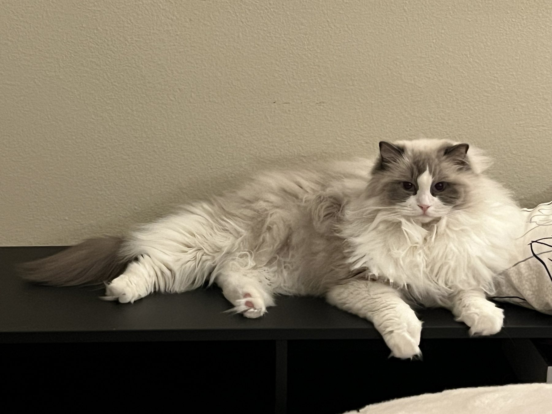Pengy stretching on a table