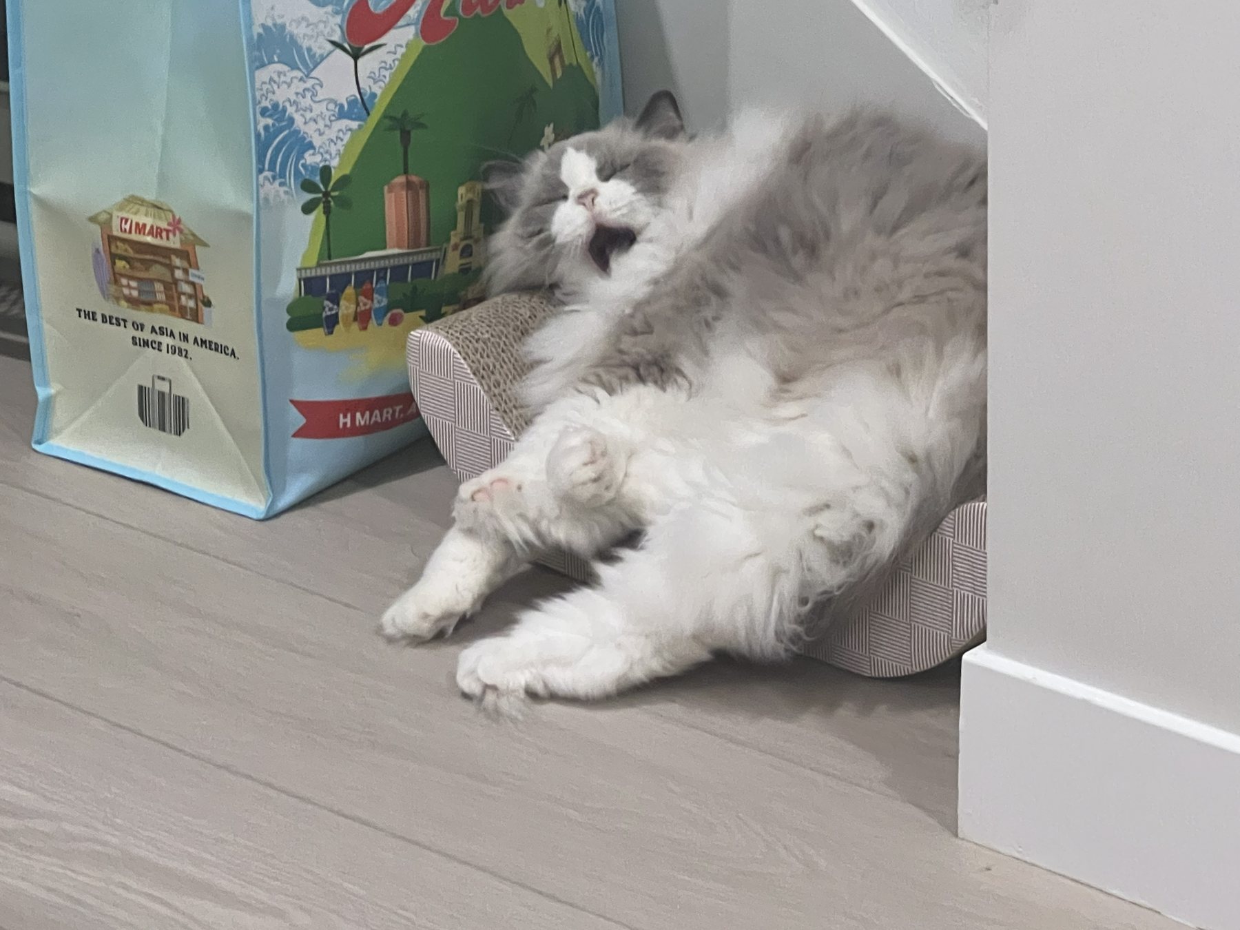 Pengy yawning beside a scratcher