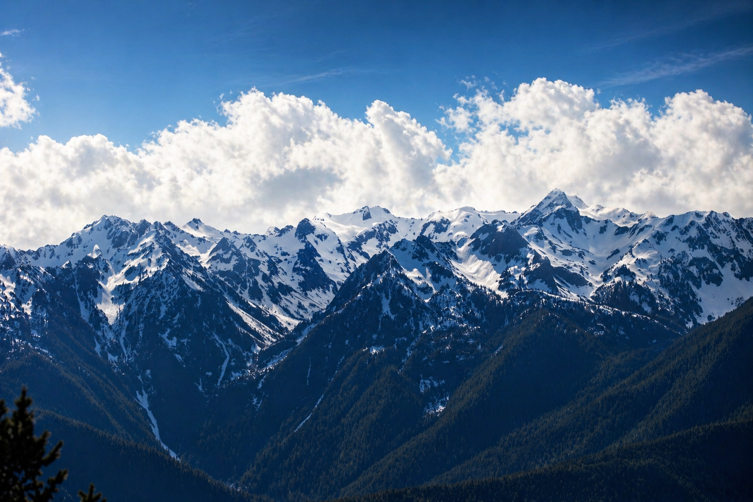 Seattle trip mountain and forest scene
