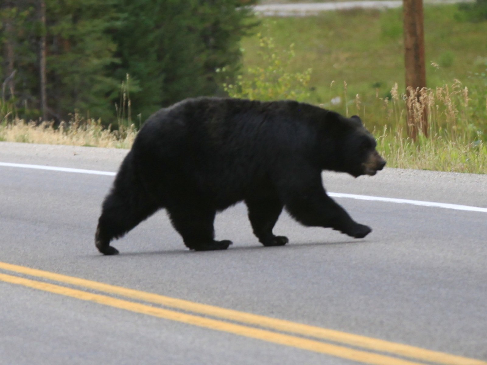 Bear in Yellowstone