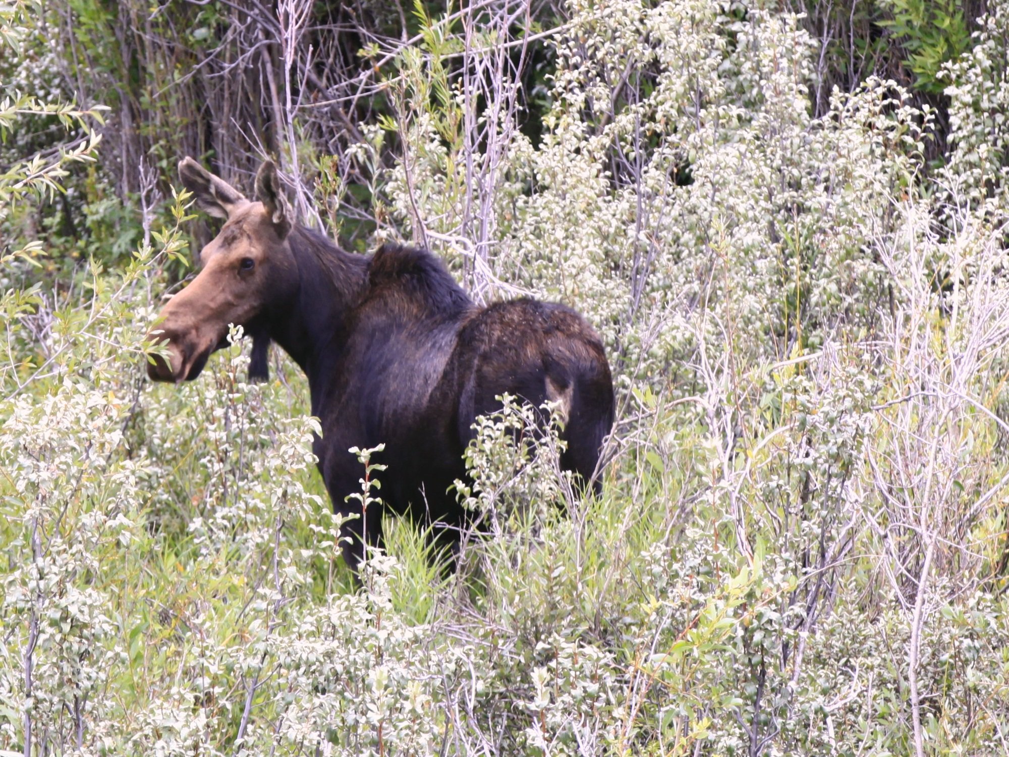 Moose in Yellowstone