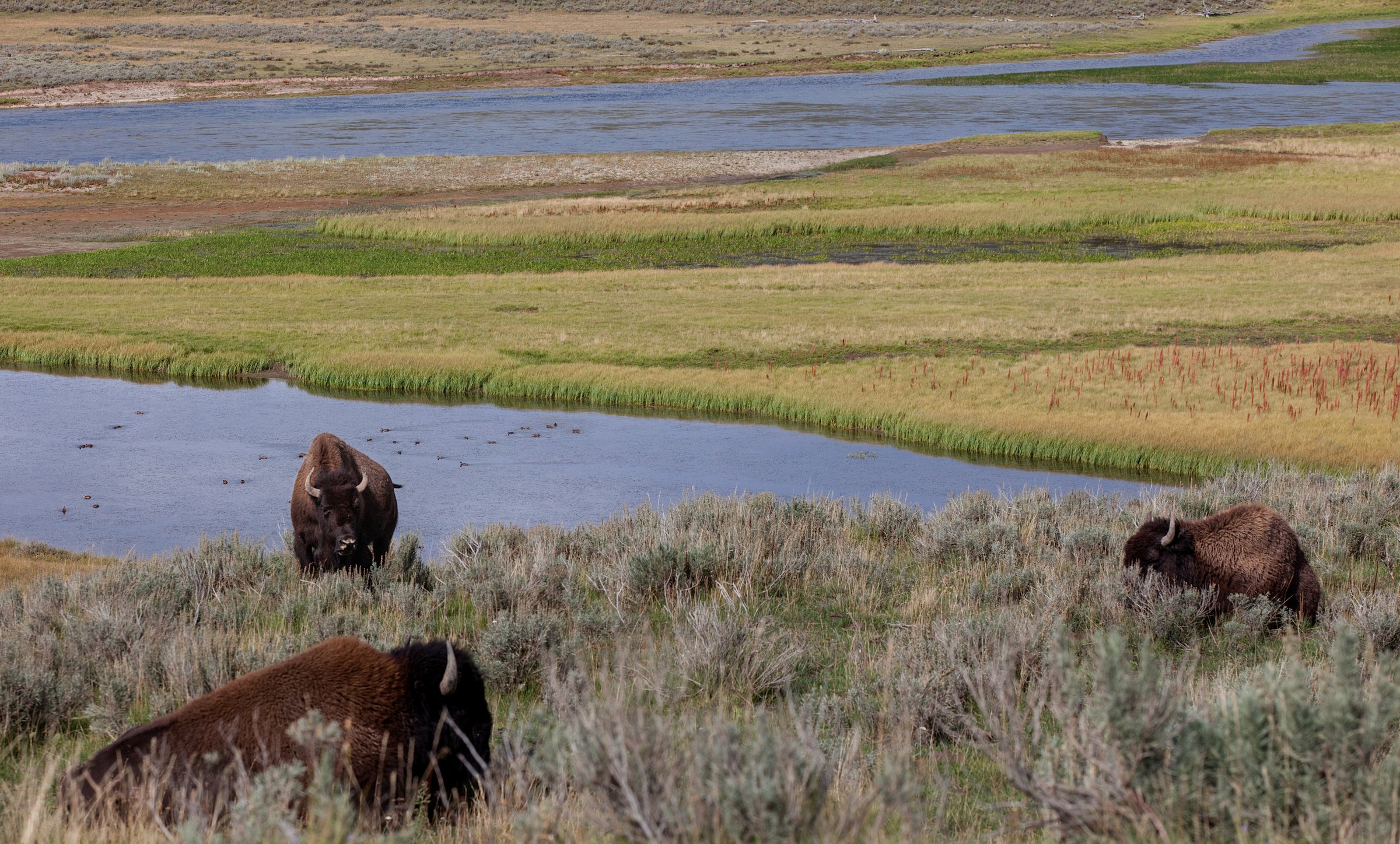 Bison in Yellowstone