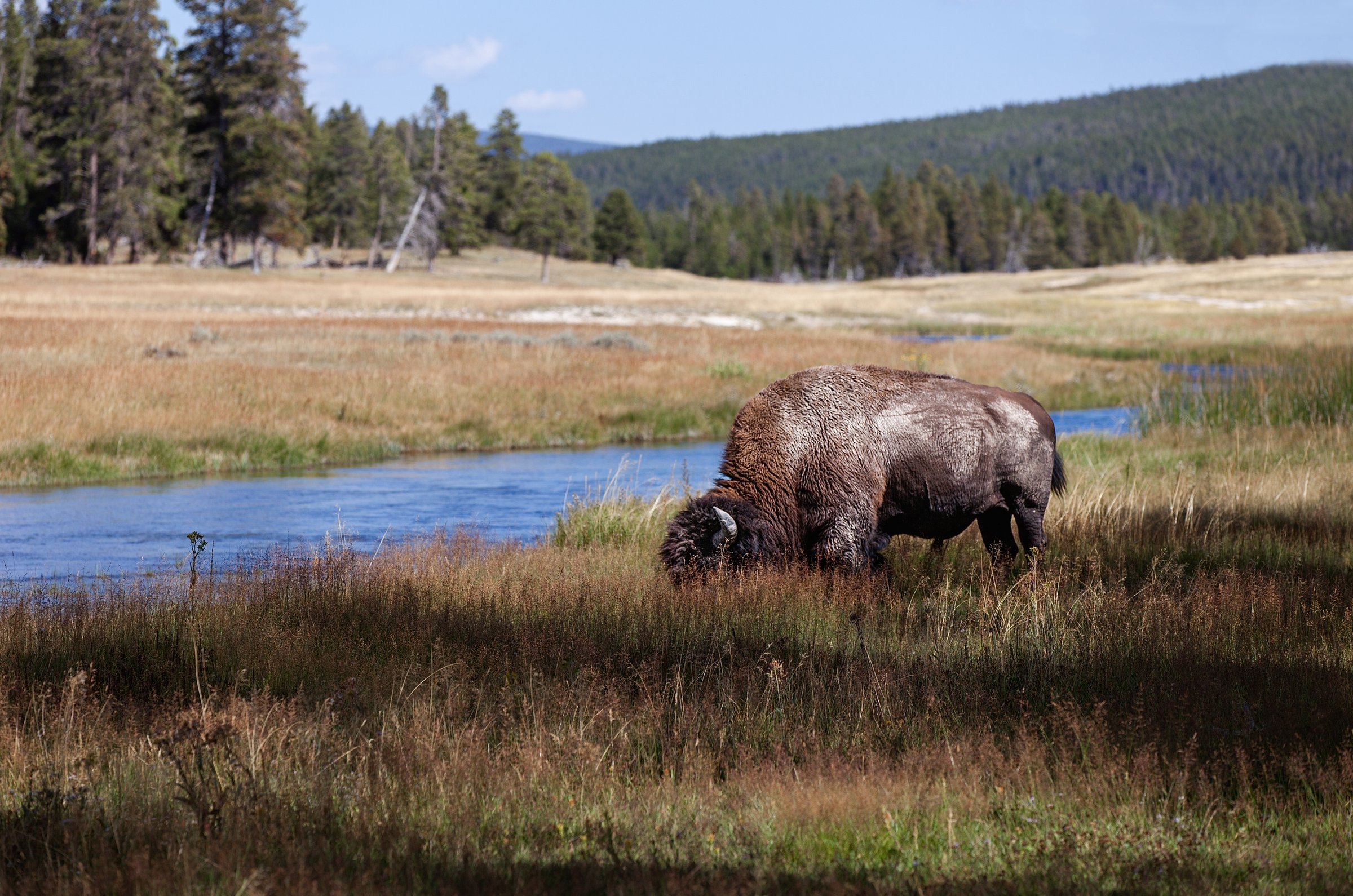 Bison in Yellowstone