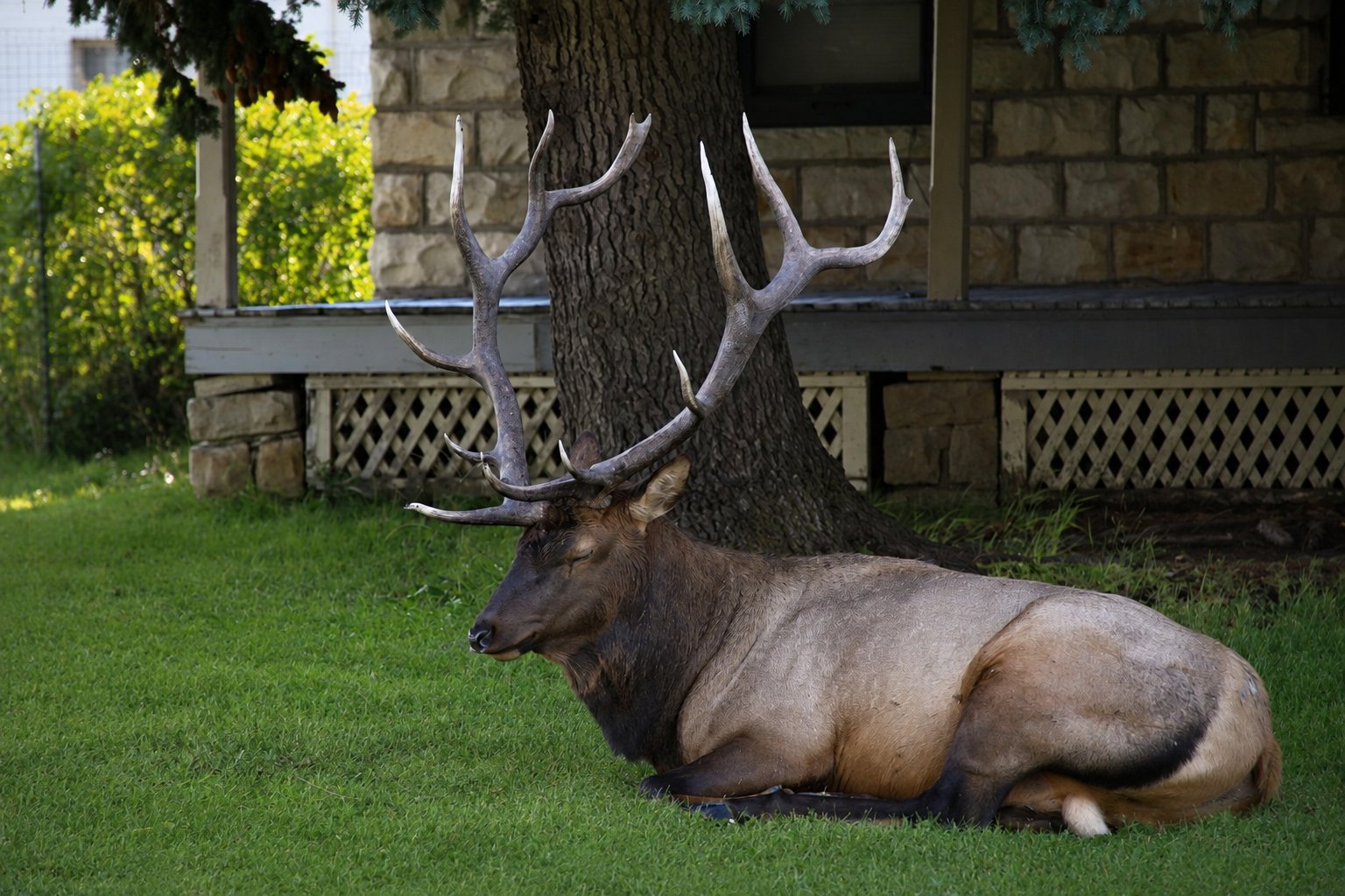 Elk in Yellowstone